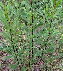 Attēlu rezultāti vaicājumam “Silene tatarica”