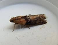 Attēlu rezultāti vaicājumam “Sciota adelphella”