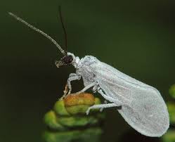 Attēlu rezultāti vaicājumam “Coniopterygidae”