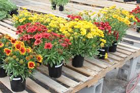 Image result for Gaillardia
