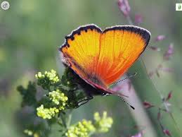 Attēlu rezultāti vaicājumam “Lycaena virgaureae”