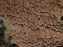 Attēlu rezultāti vaicājumam “Ceriporia purpurea”