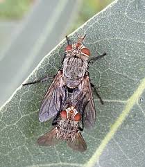 Attēlu rezultāti vaicājumam “Tachinidae”