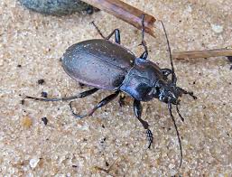 Attēlu rezultāti vaicājumam “Griselda ustomaculana”