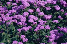 Image result for Ageratum houstonianum