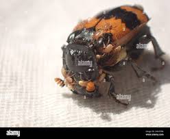 Attēlu rezultāti vaicājumam “Poecilochirus sp.”