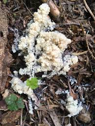 Attēlu rezultāti vaicājumam “Brefeldia maxima young”