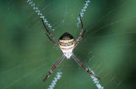 Image result for st andrews cross spider