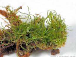 Attēlu rezultāti vaicājumam “Cephalozia connivens”