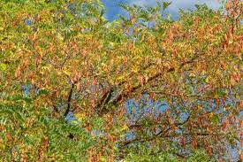 Attēlu rezultāti vaicājumam “Robinia pseudoacacia fruit”