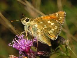 Attēlu rezultāti vaicājumam “Hesperia comma underside”