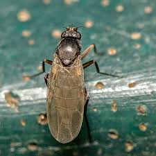 Attēlu rezultāti vaicājumam “Phoridae”