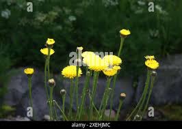 Attēlu rezultāti vaicājumam “Hypochaeris maculata flower”