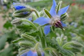 Image result for Borretsch