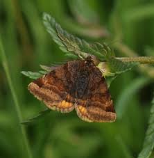 Attēlu rezultāti vaicājumam “Euclidia glyphica”