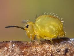 Attēlu rezultāti vaicājumam “Symphypleona”