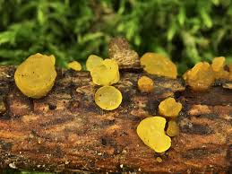 Attēlu rezultāti vaicājumam “Dacrymyces chrysospermus”