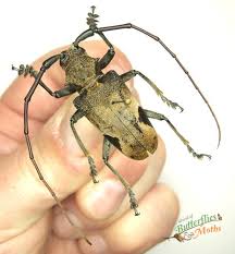 Attēlu rezultāti vaicājumam “Tetropium fuscum”