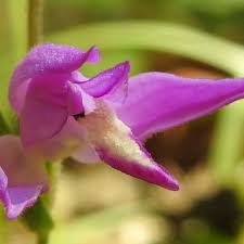 Attēlu rezultāti vaicājumam “Cephalanthera rubra bud”