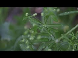 Attēlu rezultāti vaicājumam “Cribraria rubiginosa stalked”