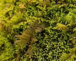 Attēlu rezultāti vaicājumam “Thuidium delicatulum”