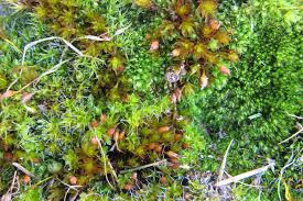 Attēlu rezultāti vaicājumam “Leiocolea heterocolpos”