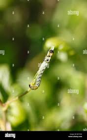 Attēlu rezultāti vaicājumam “Nematus ribesii”