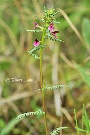 Attēlu rezultāti vaicājumam “Pedicularis palustris flower”