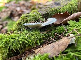 Attēlu rezultāti vaicājumam “Postia floriformis”