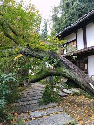 「柿の木利江」の画像検索結果