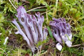 Attēlu rezultāti vaicājumam “Clavaria zollingeri”