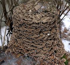 Attēlu rezultāti vaicājumam “Trametes versicolor”
