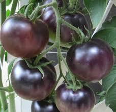 Afbeeldingsresultaat voor black cherry tomato