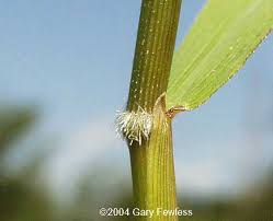 Attēlu rezultāti vaicājumam “Leersia oryzoides”
