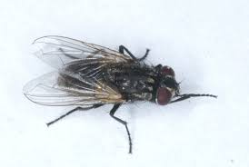 Attēlu rezultāti vaicājumam “Muscidae”