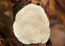 Attēlu rezultāti vaicājumam “Postia leucomallella”