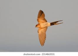 Image result for Cecropis daurica