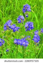 Attēlu rezultāti vaicājumam “Polemonium caeruleum fruit”
