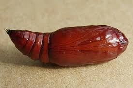 Attēlu rezultāti vaicājumam “Apamea remissa”