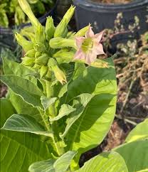 Attēlu rezultāti vaicājumam “Nicotiana tabacum fruit”