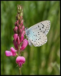 Attēlu rezultāti vaicājumam “Phengaris arion upperside”