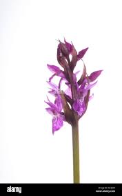 Attēlu rezultāti vaicājumam “Dactylorhiza russowii”