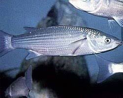 Image result for Chelon richardsonii