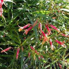 Attēlu rezultāti vaicājumam “Lobeliaceae”