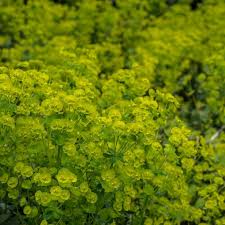 Image result for Wolfsmilch