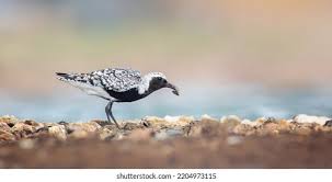 Attēlu rezultāti vaicājumam “Pluvialis squatarola adult”