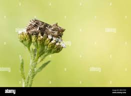 Attēlu rezultāti vaicājumam “Calophasia lunula larva”