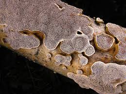 Attēlu rezultāti vaicājumam “Datronia mollis”