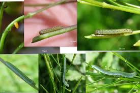 Attēlu rezultāti vaicājumam “Anthocharis cardamines underside”