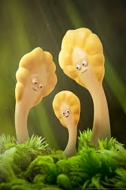 Attēlu rezultāti vaicājumam “Spathularia flavida”